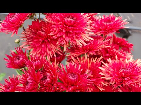 Видео: ПАХНЕТ ХРИЗАНТЕМАМИ В САДУ! ОТ БУТОНА ДО ЦВЕТУЩЕГО КУСТА!