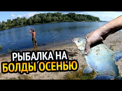 Видео: РЫБАЛКА НА БОЛДЫ ОСЕНЬЮ. ПОКЛЁВКИ С ПРОВИСОМ. ПОДЛЕЩИК, ГУСТЕРА