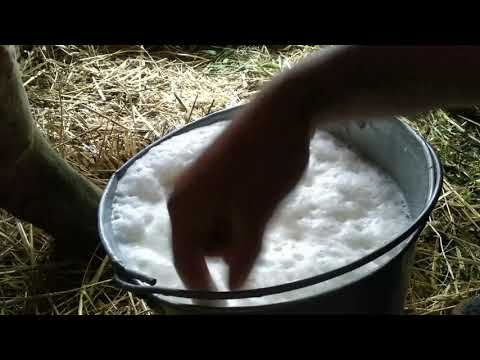 Видео: Доем Ромашку🐄. Сколько корова даёт молока? Обедня управка!