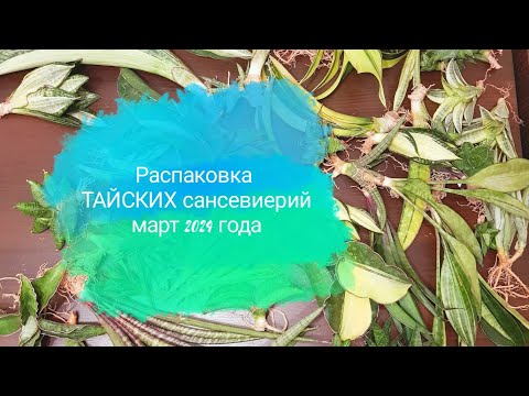 Видео: Распаковка сансевиерий из Тайланда /март 2024 года/