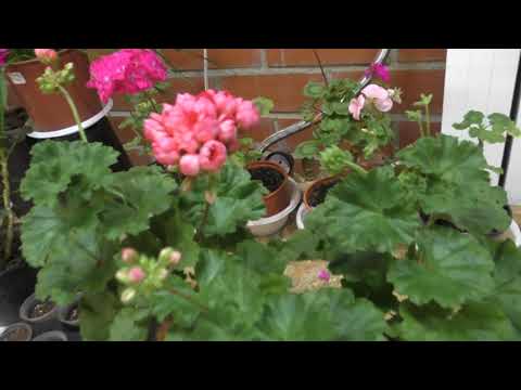 Видео: Пеларгония тюльпановидная Патрисия Андреа. Осеннее черенкование