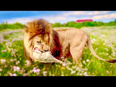 Видео: Лев-танцор схватил  ЦЕЛУЮ НОГУ и улегся кушать прямо под нашу машинку)))