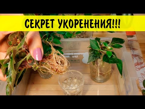 Видео: Уникальный способ БЫСТРОГО и ПРОСТОГО укоренения любых черенков в воде. 100% результат