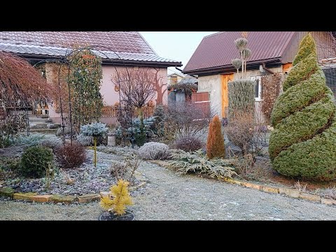 Видео: Сад зимою❄️. Топіарні фігури 🌲. Обрізка троянд 🌹. Обрізка плодового саду 🪾.Трав'яний чай☘️ і ще ...