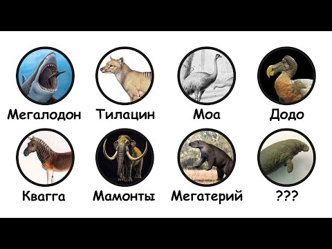 Видео: Вымершие животные, которые могли бы ещё жить