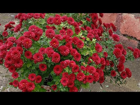 Видео: Хризантема 