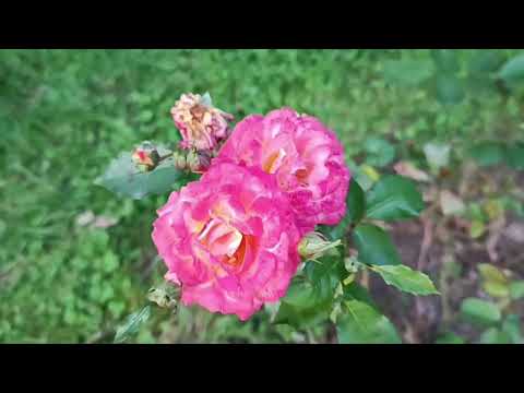 Видео: Розари Ботанического сада РАН 31.08.25