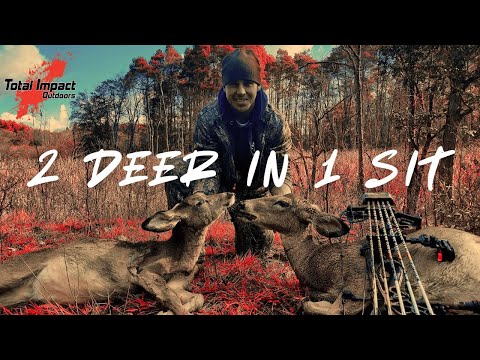 Видео: Двух оленей застрелить одним броском — охота с луком в Пенсильвании