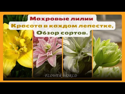 Видео: Махровые лилии - Красота в каждом лепестке, Обзор сортов.💐
