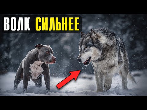 Видео: Почему ни один Питбуль не сможет победить даже молодого Волка