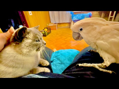 Видео: Что бы пообщаться с  попугаем Кешей отдельно, без Жориной ревности пришлось уйти в другую комнату !