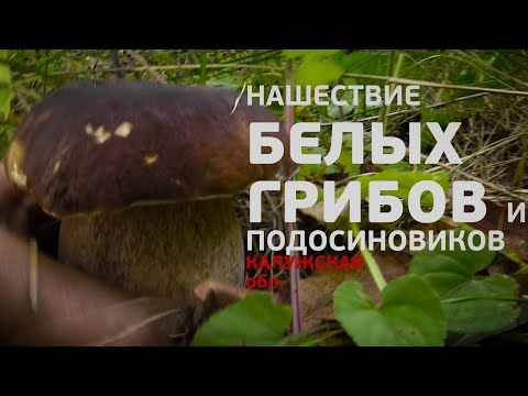 Видео: Нашествие белых грибов и подосиновиков! Калужская область!