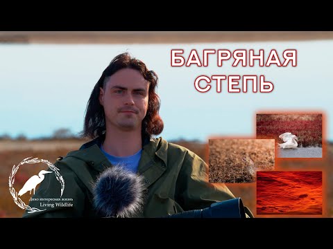 Видео: Багряная степь. Съёмка отлёта журавлей на озере Маныч-Гудило