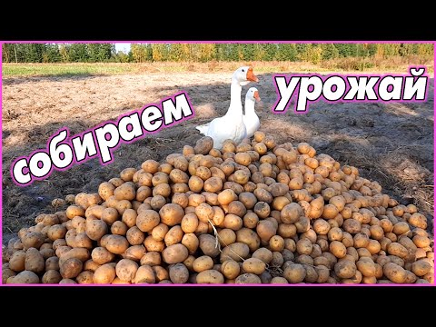 Видео: Осенне-полевые работы