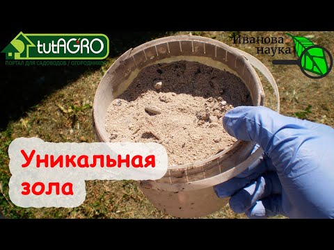 Видео: ЧТО МОЖЕТ ДАТЬ ЗОЛА В ОГОРОДЕ. Но не древесная, а совсем другая - зола от угля!