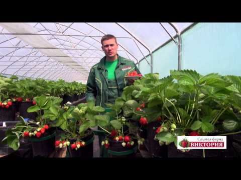 Видео: Лучшие сорта земляники от Садовой Фирмы "Виктория"
