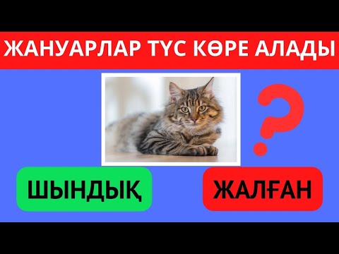 Видео: ТАБА АЛАСЫҢ БА?🤔 ШЫНДЫҚ НЕМЕСЕ ЖАЛҒАН ЕКЕНІН БІЛЕСІҢ БЕ? ҚЫЗЫҚТЫ СҰРАҚТАР🧠😎✅ БІЛІМ QUIZ 2024🟢