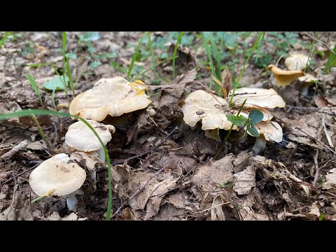 Видео: Лисички и небольшой бонус в конце. Отпуск, который я заслужила))