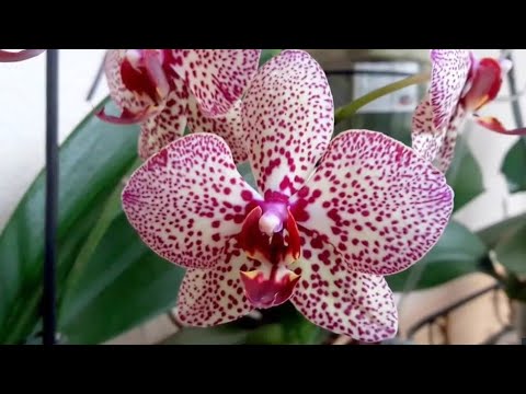 Видео: Орхидеи фаленопсис. Уход в моих домашних условиях.  2018.