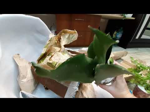 Видео: Разочарование..посылка с растениями...прошу совета...папоротники.