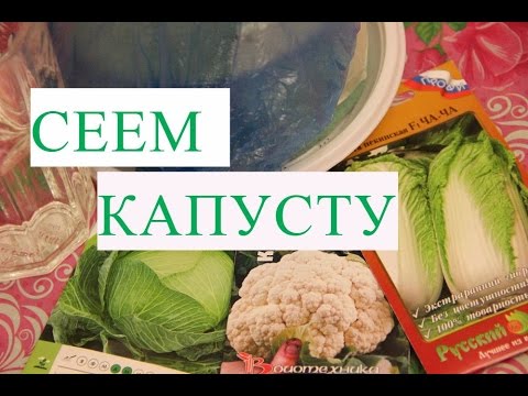 Видео: Посев Капусты. Рассада Капусты Без Болезней.