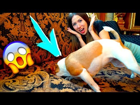 Видео: ОПАСНОСТИ В ДОМЕ ЧТО ВЗЯЛА С СОБОЙ ДЛЯ СОБАКИ | Дом Призрак Elli Di Pets