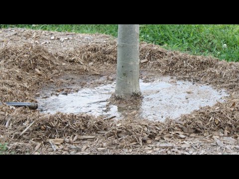 Видео: Влагозарядковый полив осенью.