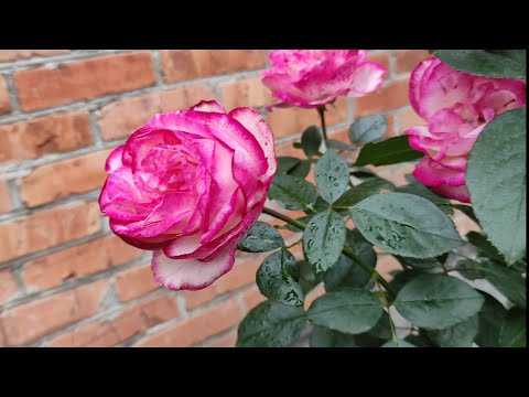 Видео: Каких роз мне не хаатило? 🤣🤣🤣Море бутонов в сырости и холоде😩😩😩