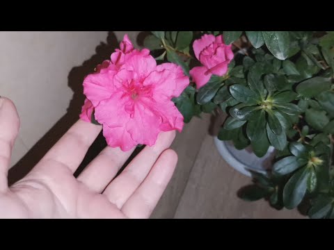 Видео: Мои комнатные цветы.Часть 1.