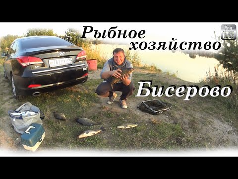 Видео: Рыбалка в Бисерово!! Карпы от 2 кг.  Хороший платник в Московской области!