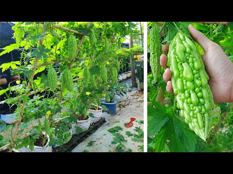 Видео: Выращивание горькой дыни, взбирающейся на ферму в домашних условиях