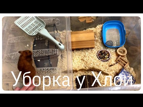 Видео: Уборка клетки хомяка/ убираем контейнер Хлое