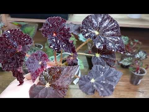 Видео: Наличие деток бегоний на 1.11🌹