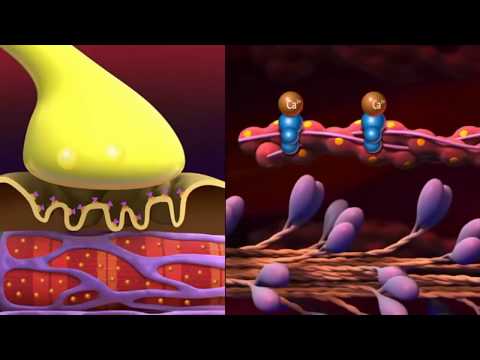 Видео: Скелетная мышечная ткань  Гистология