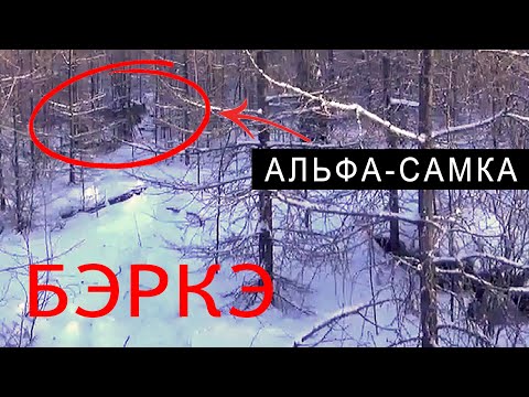 Видео: ОХОТА на ВОЛКА. АЛЬФА-САМКА.