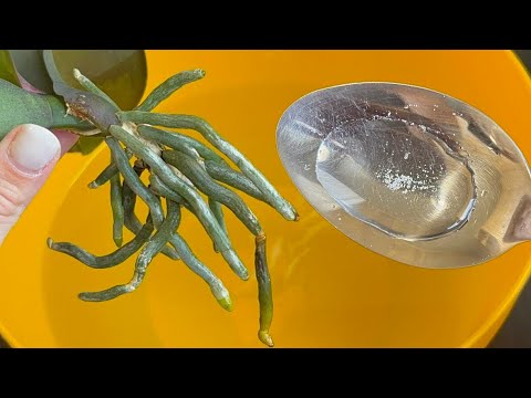 Видео: Всего одно действие поможет оживить корни орхидеи!