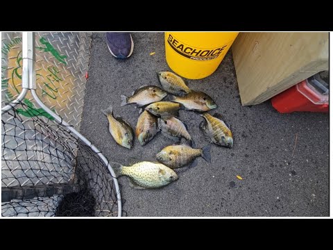 Видео: Ловля осеннего синежаберника