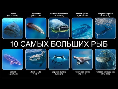 Видео: Топ 10 САМЫХ БОЛЬШИХ РЫБ