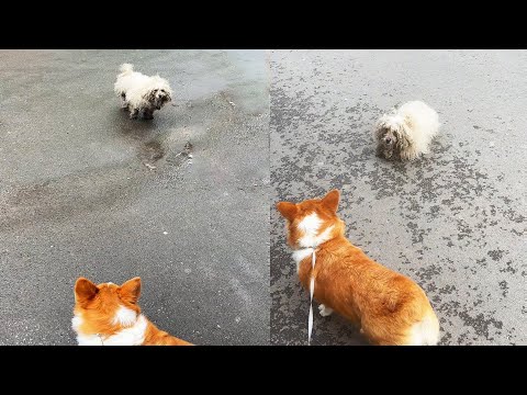 Видео: Бродячая собака столкнулась с домашней собакой и смущенно опустила голову