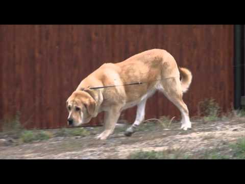 Видео: Испанский мастиф — сама доброта