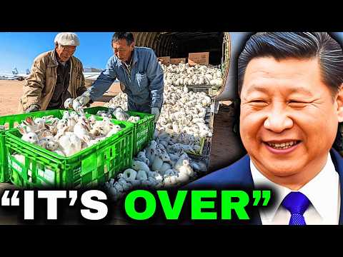 Видео: Китай выпустил миллион кроликов в пустыню. То, что произошло дальше, потрясло мир.