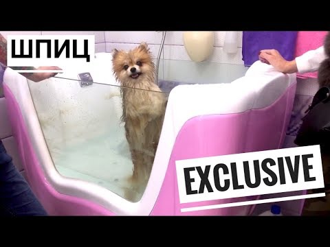 Видео: ПРИНИМАЮ ВАННУ  ✔️ ШПИЦ В ГРУМИНГ САЛОНЕ