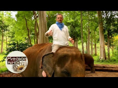 Видео: Таиланд. Купи слона 🍅 Мировой рынок 🌏 Моя Планета