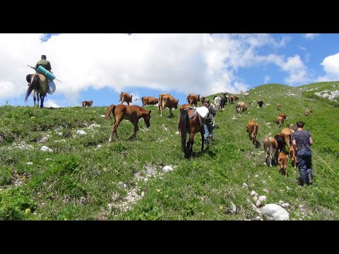 Видео: Перегон скота в альпийские луга. Абхазия с. Хуап.