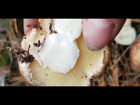 Видео: Тихая охота , кто со мной?