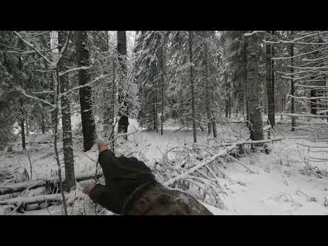 Видео: 24.11.24. Охота с руской гончей, первого взяли, второго прозевал