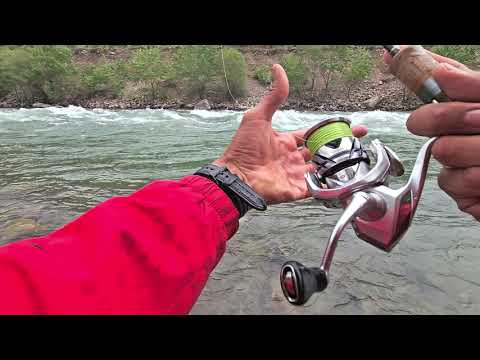 Видео: В поисках пятнистой форели #fishing #форель #рекомендация #troutfishing 