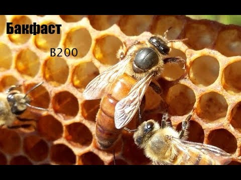 Видео: Матки БАКФАСТ B200 какие они? Бакфаст-Buckfast