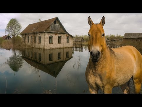 Видео: Жизнь после Чернобыля: как радиация изменила дикую природу в зоне отчуждения? | Все как у людей