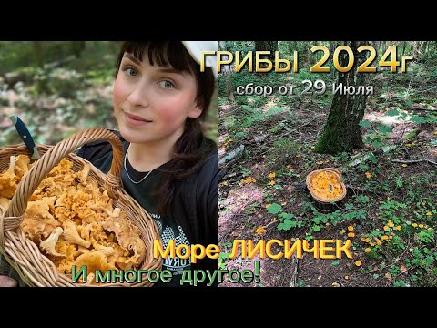 Видео: Сбор Грибов 2024г. Поляны ЛИСИЧЕК.🧡БЕЛЫЕ и много других видов🍄